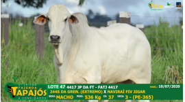 Lote 47