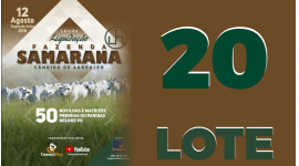 Lote 20