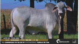 Lote 24