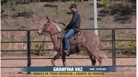 Lote 200