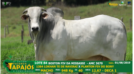 Lote 84
