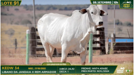 Lote 91