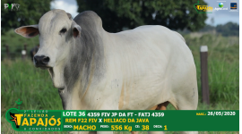 Lote 36