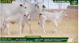 Lote 75