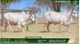 Lote 48