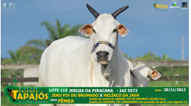 Lote 115