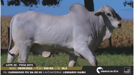 Lote 28