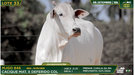 Lote 33