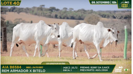 Lote 40