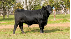 Lote 112 - DOUBLE BLACK