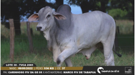 Lote 30