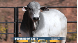 Lote 44