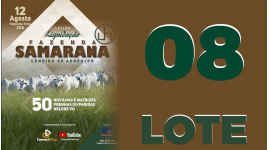 Lote 8