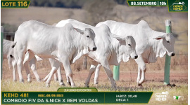 Lote 116