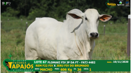 Lote 67