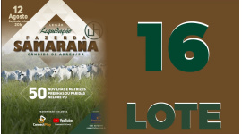 Lote 16