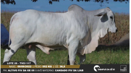 Lote 26