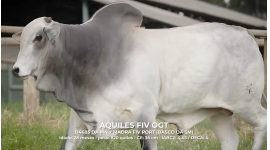 Lote 34 - AQUILES FIV OGT