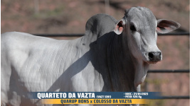 Lote 58