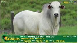 Lote 23