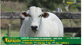 Lote 87