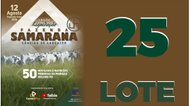 Lote 25