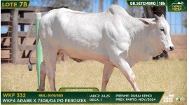 Lote 78