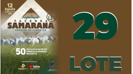 Lote 29