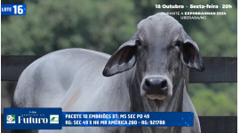 Lote 16