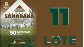 Lote 11