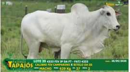 Lote 39