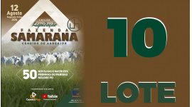 Lote 10