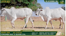 Lote 63