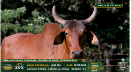 Lote 205
