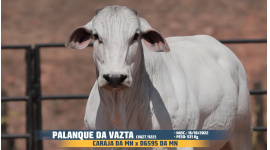 Lote 34