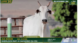 Lote 20