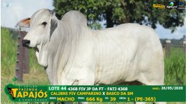 Lote 44