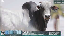 Lote 117