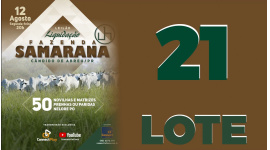 Lote 21