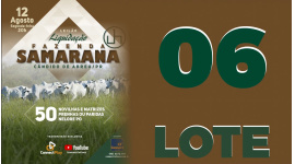 Lote 6