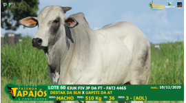 Lote 60