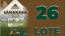 Lote 26