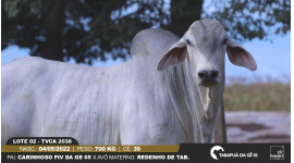 Lote 6