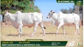 Lote 57