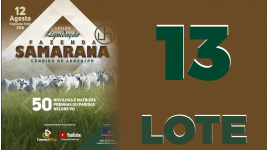 Lote 13