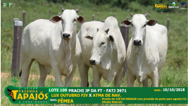Lote 109