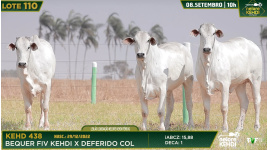 Lote 110