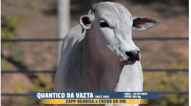 Lote 57