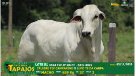 Lote 51