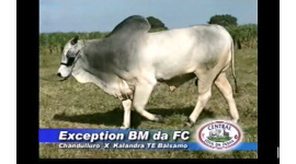 Lote 507 - EXCEPTION BM DA FC